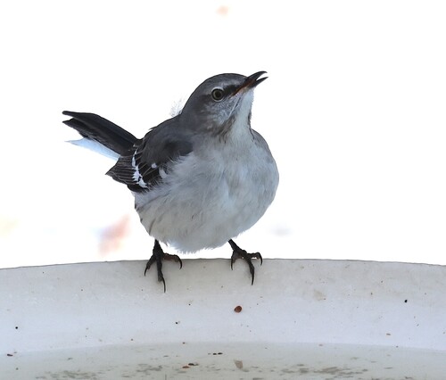 Northern Mockingbird