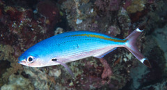 Caesio suevica