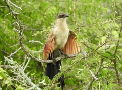White-Browed Coucal photo 4