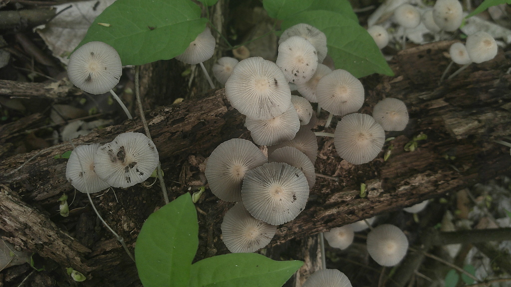 Coprinellus aureogranulatus
