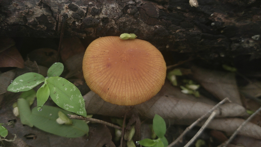 Heimiomyces tenuipes · January 2026 · photo: © lexgo (iNaturalist, cc-by)