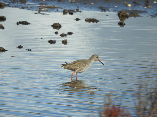 iNaturalist: (c) coleiche, some rights reserved (CC BY-NC), uploaded by coleiche iNaturalist image