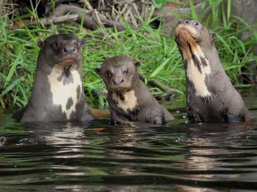 Giant Otter, photo 2 of 10