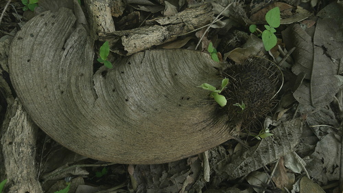 Centrolobium ochroxylum, photograph 6