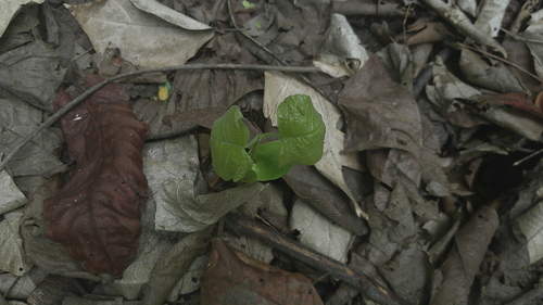 Centrolobium ochroxylum, photograph 5