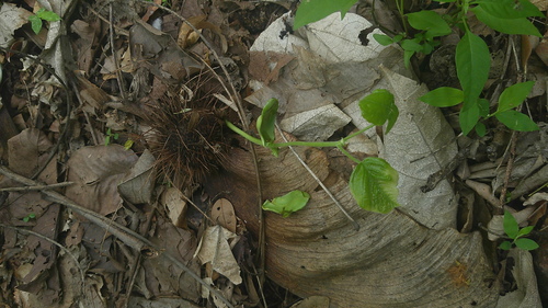 Centrolobium ochroxylum, photograph 4