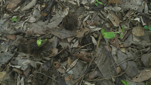 Centrolobium ochroxylum, photograph 3