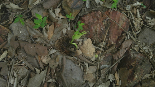 Centrolobium ochroxylum, photograph 2