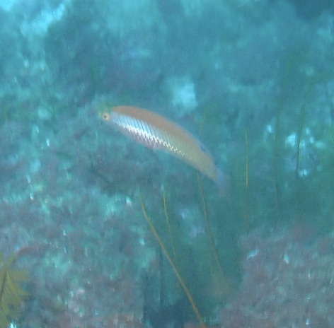 Butcher's dick (Suezichthys aylingi) — Labridae