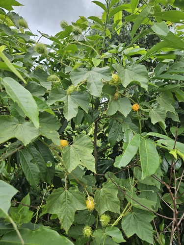 Orangefruit Passionflower