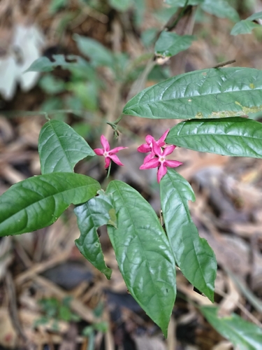 Heisteria parvifolia