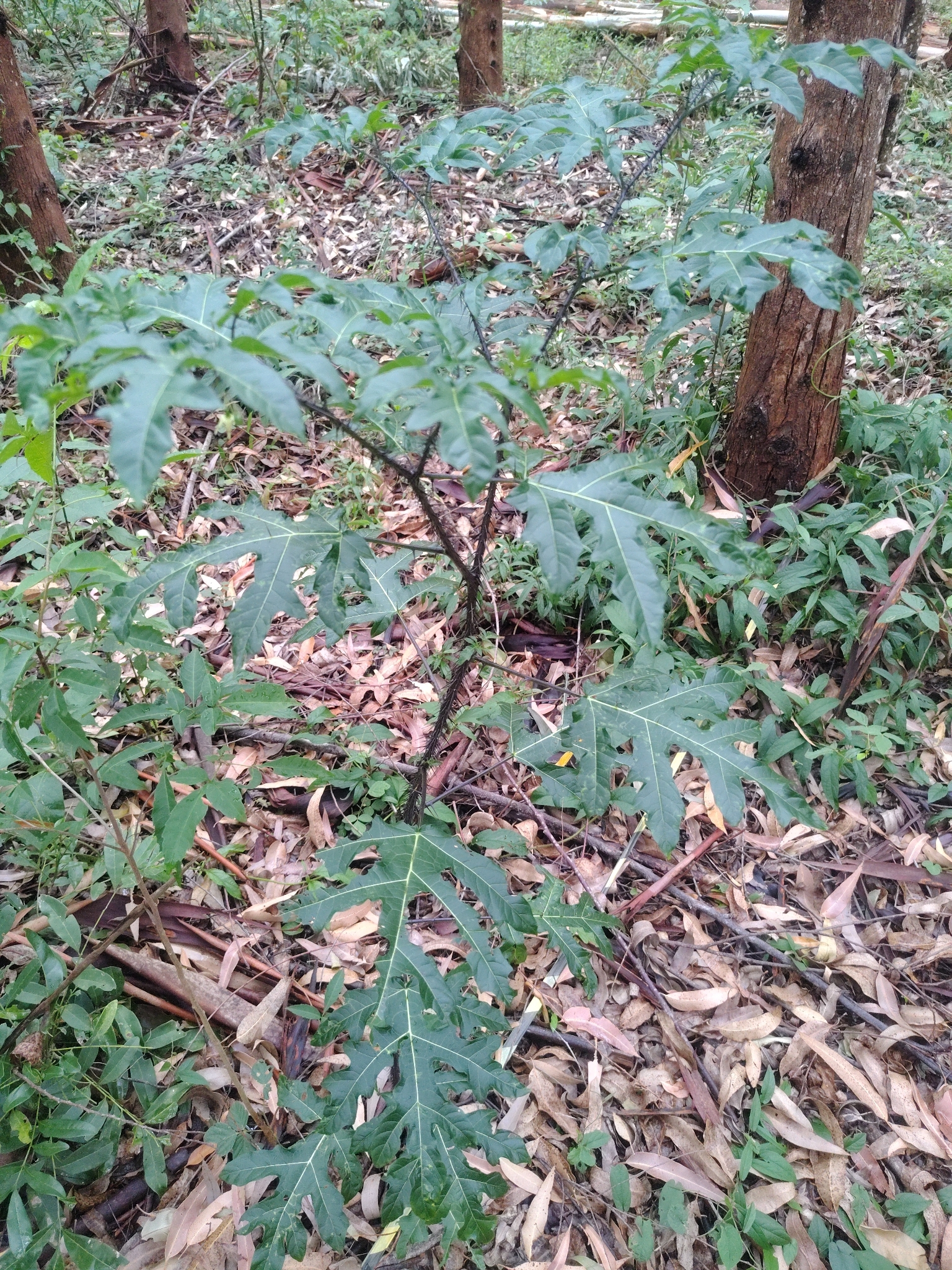 Solanum atropurpureum