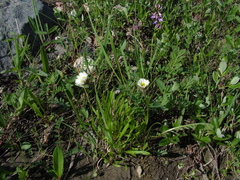 Erigeron silenifolius