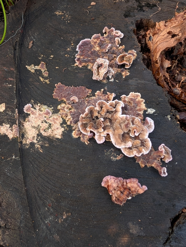 Chondrostereum purpureum · January 2026 · photo: © pilmar (iNaturalist, cc0)