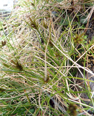 Carex drucei