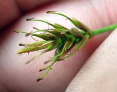 Carex drucei