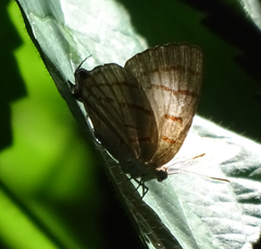 Hemiolaus caeculus tsodiloensis
