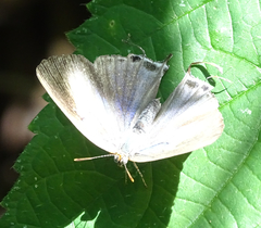 Hemiolaus caeculus tsodiloensis