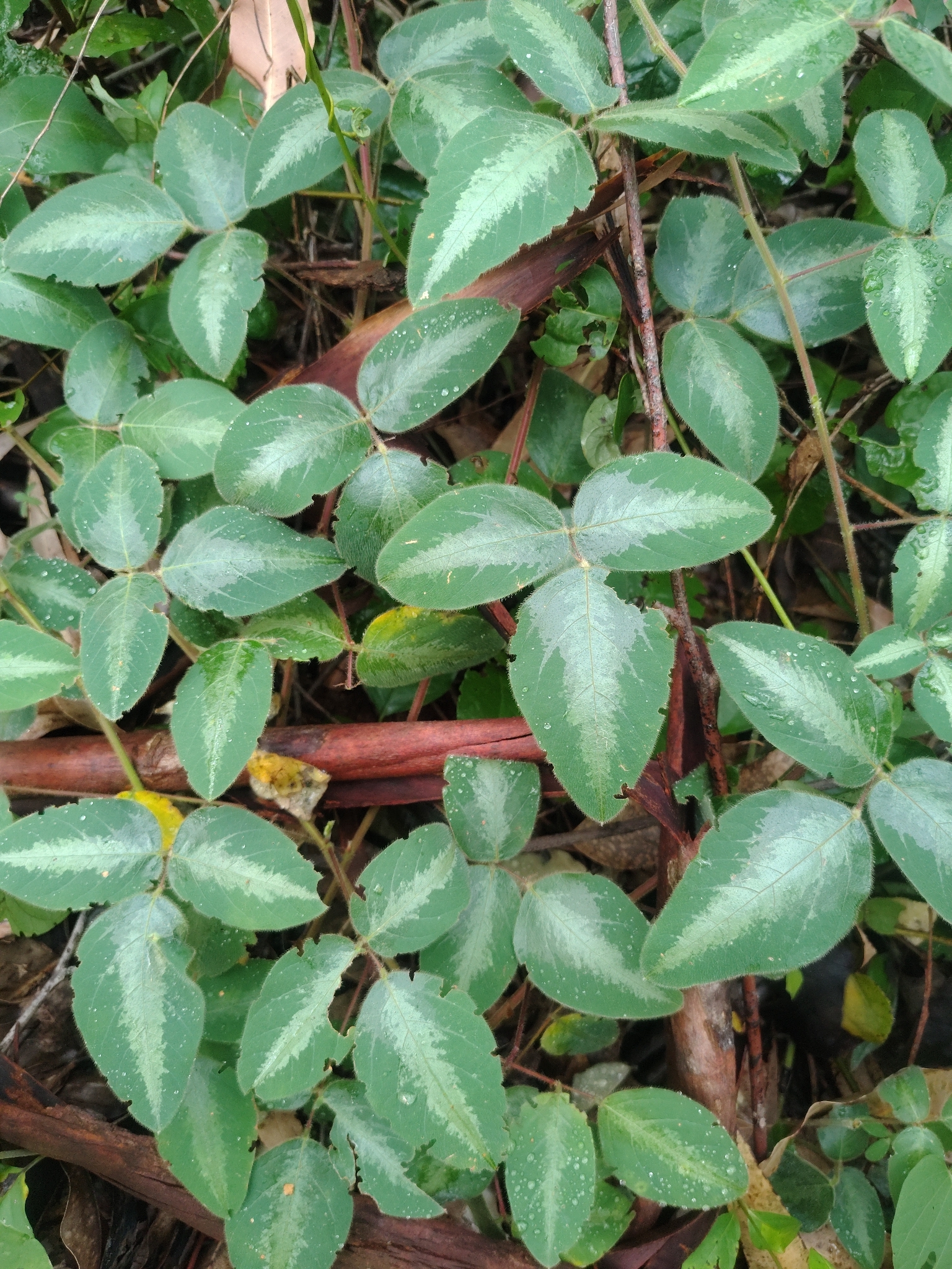 Desmodium uncinatum