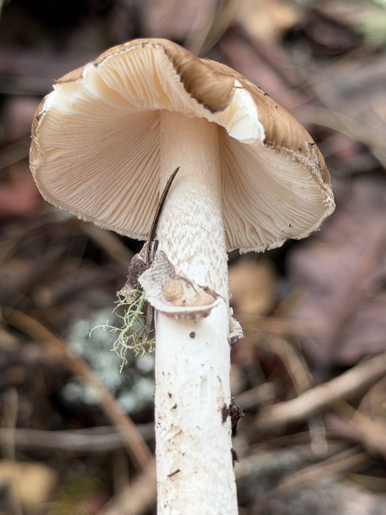Amanita porphyria