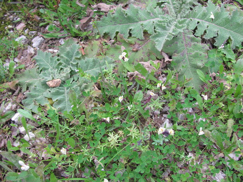 Wavyleaf mullein (Verbascum sinuatum)