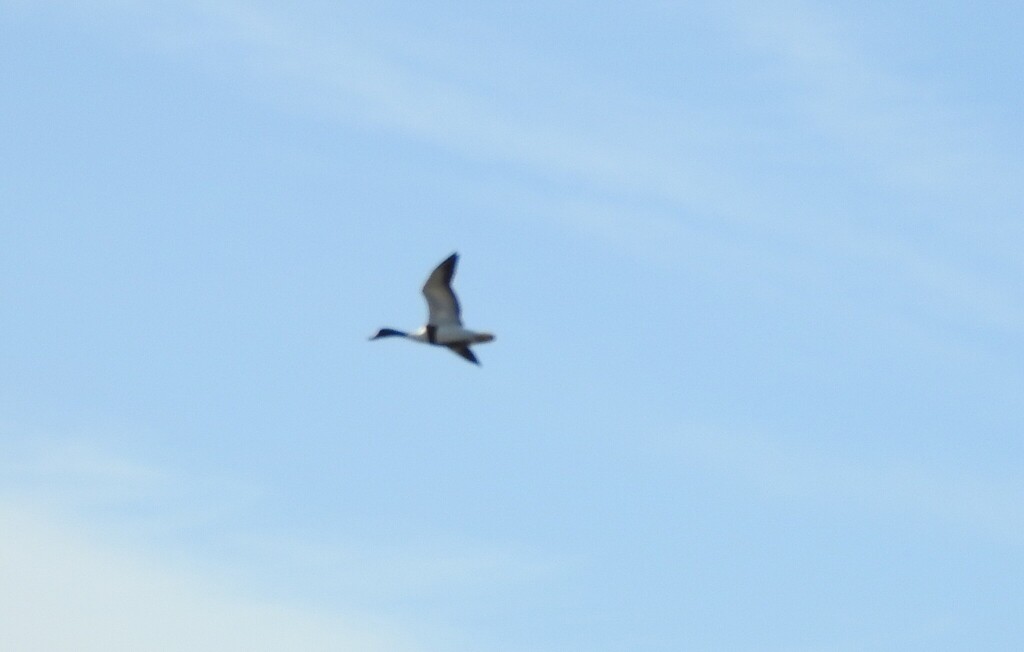 Common Shelduck