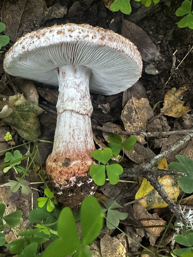 Amanita novinupta · January 2026 · photo: © katrinamccollough (iNaturalist, cc0)