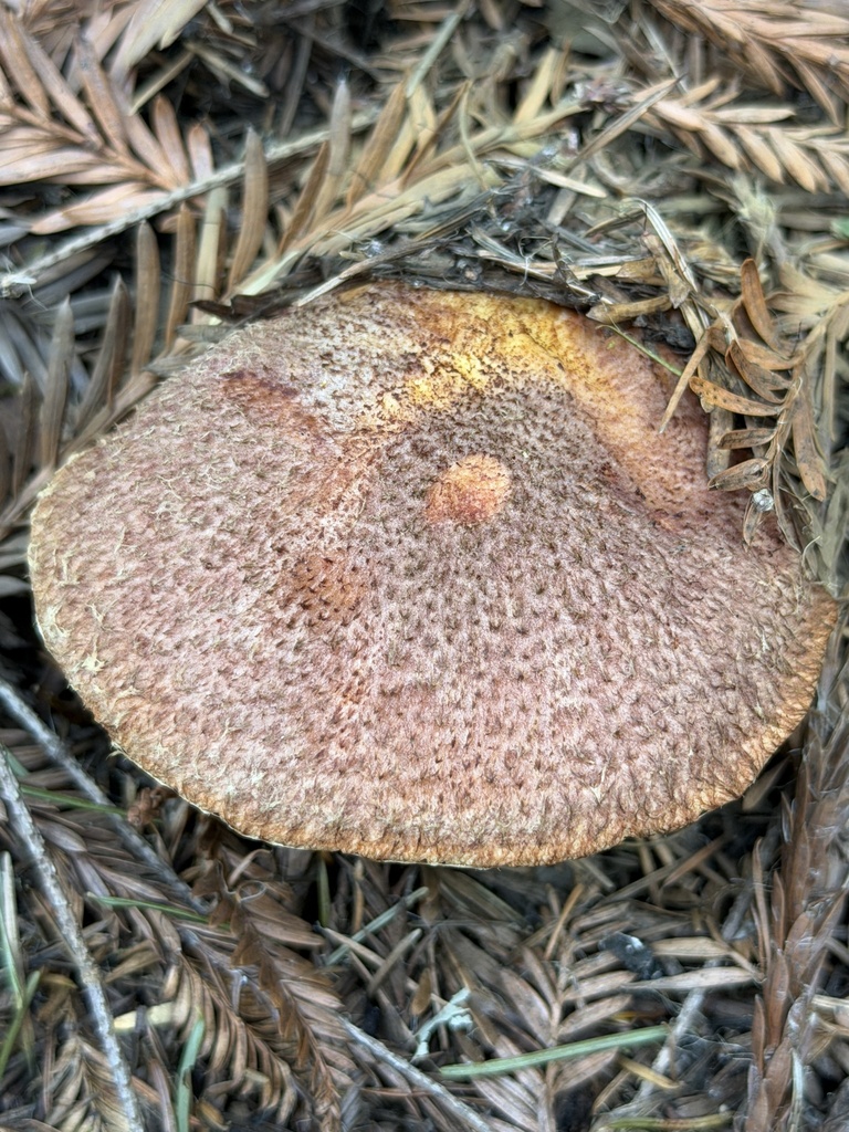 Suillus lakei · January 2026 · photo: © aheyman1 (iNaturalist, cc0)