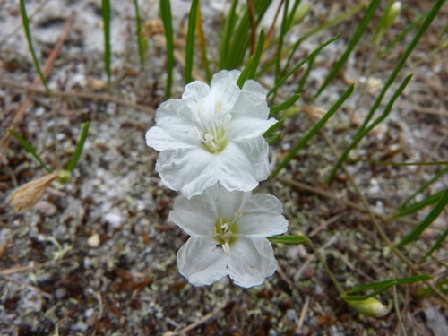 Stylisma pickeringii var. pickeringii