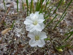 Stylisma pickeringii pickeringii