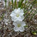 Southeastern Pickering's Dawnflower - Photo (c) Jim Brighton, some rights reserved (CC BY-NC), uploaded by Jim Brighton