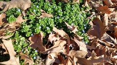 Veronica persica