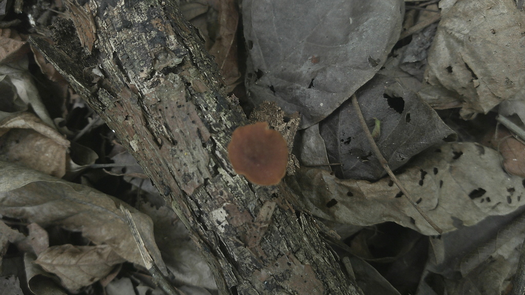 Heimiomyces tenuipes · January 2026 · photo: © lexgo (iNaturalist, cc-by)