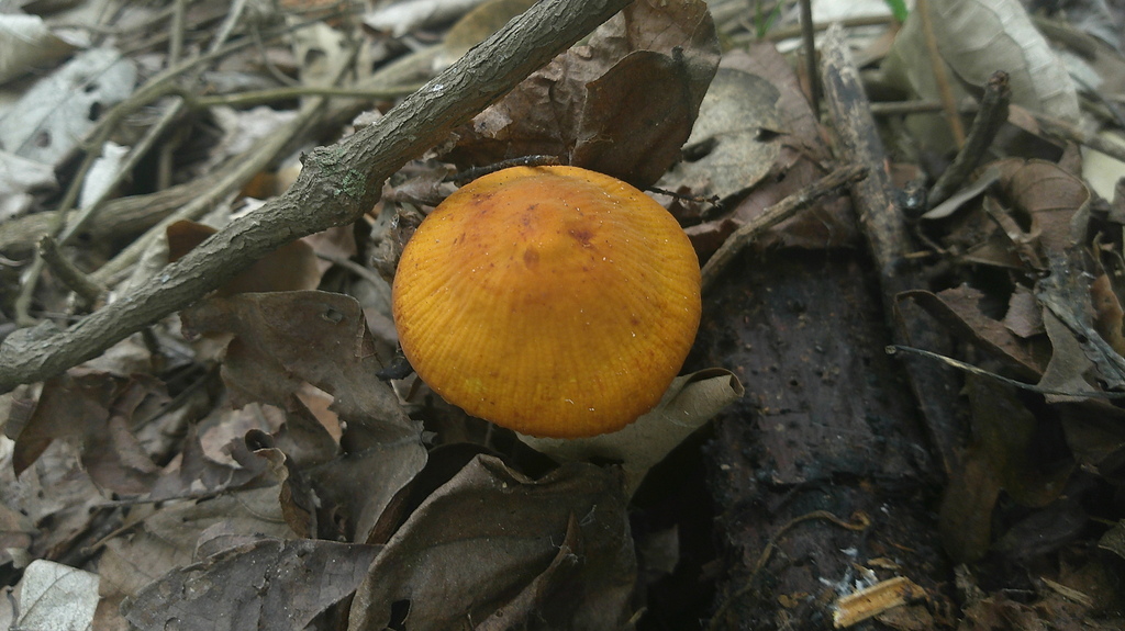 Heimiomyces tenuipes · January 2026 · photo: © lexgo (iNaturalist, cc-by)