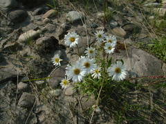Erigeron silenifolius
