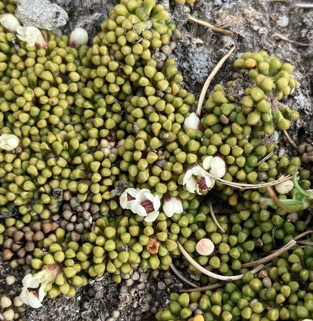 Phyllachne rubra (Phyllachne rubra)