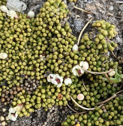 Phyllachne rubra (Phyllachne rubra)