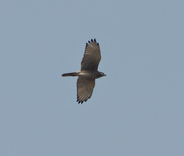 White-eyed Buzzard