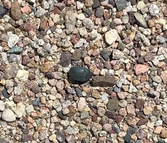 Eusattus reticulatus