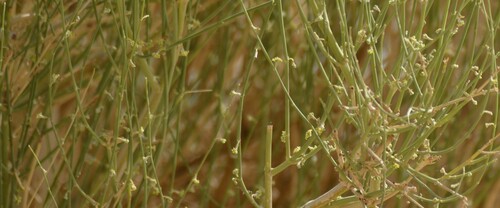 Leptadenia pyrotechnica, photograph 5