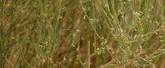 Leptadenia pyrotechnica, photograph (c) Karim Haddad, some rights reserved (CC BY)