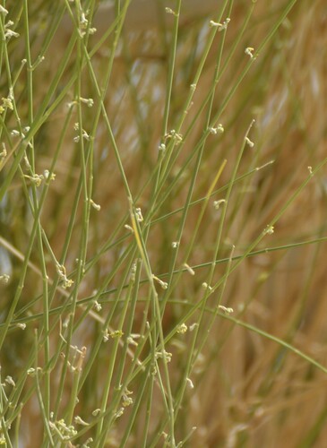 Leptadenia pyrotechnica, photograph 6