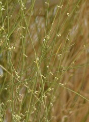 Leptadenia pyrotechnica, photograph (c) Karim Haddad, some rights reserved (CC BY)