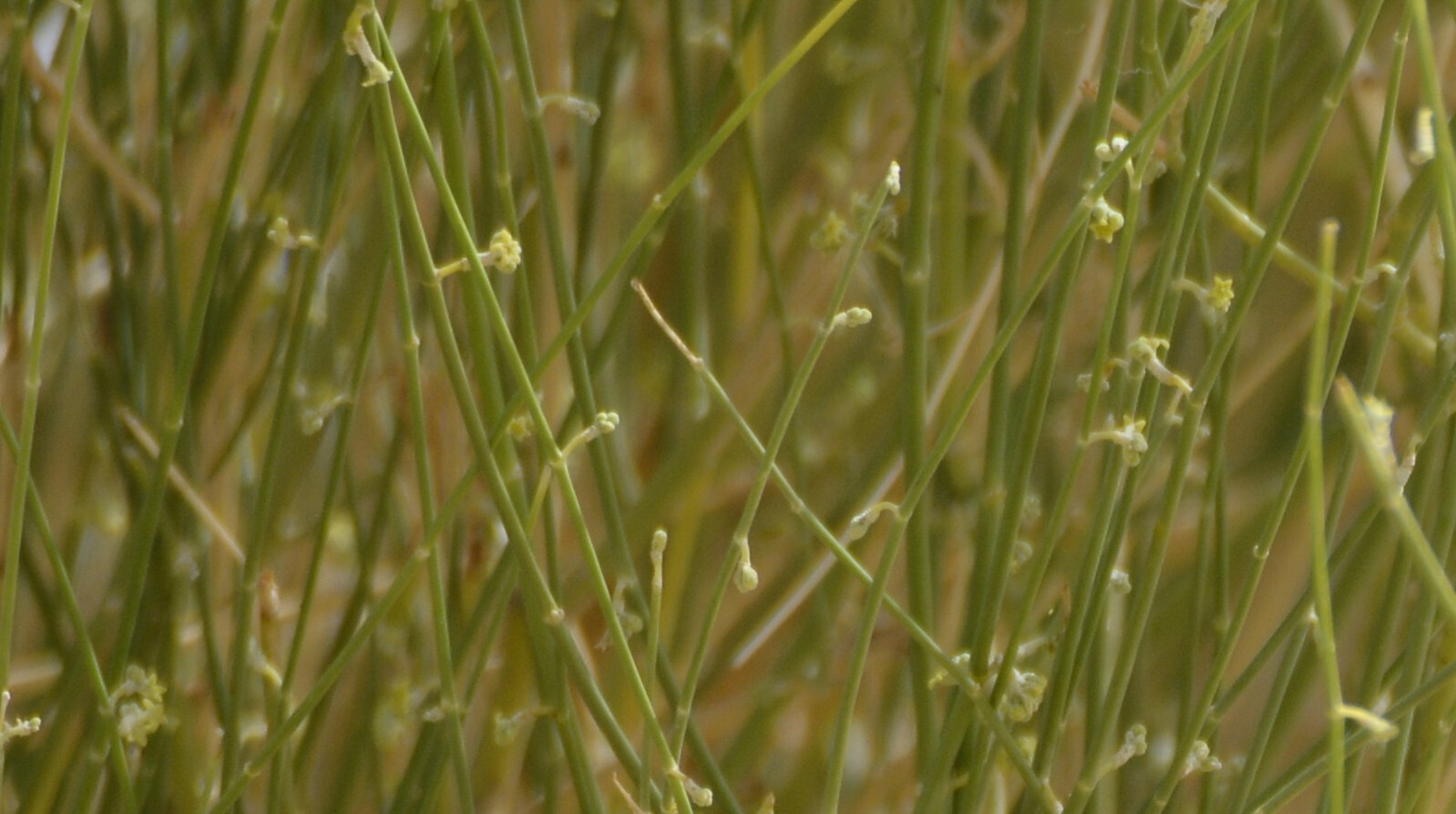 Leptadenia Pyrotechnica (Leptadenia pyrotechnica)