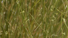 Leptadenia pyrotechnica, photograph (c) Karim Haddad, some rights reserved (CC BY)
