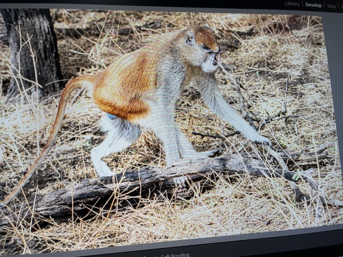 Western Patas Monkey