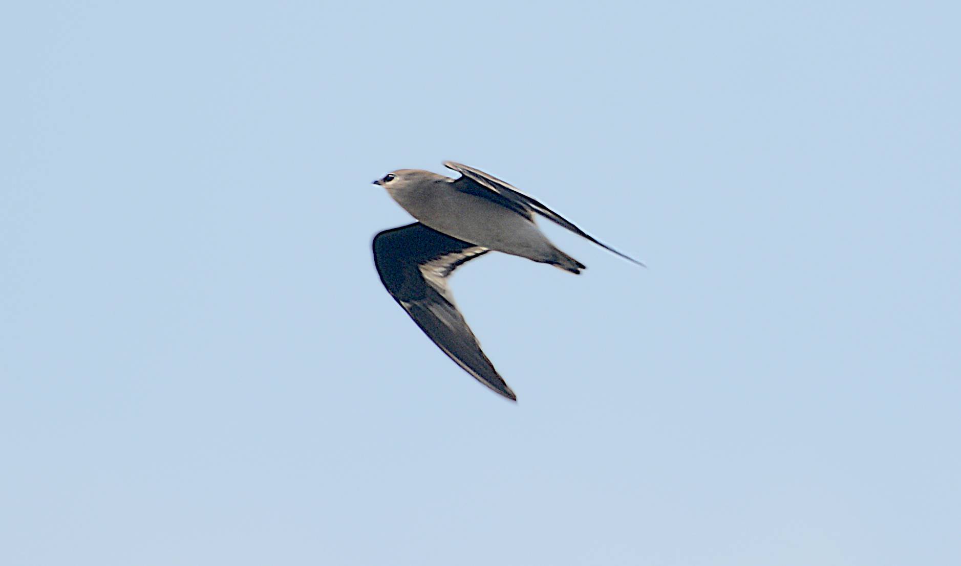 Small Pratincole