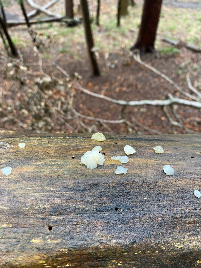 Exidia thuretiana · January 2026 · photo: © rosiebibby (iNaturalist, cc0)