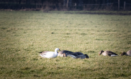 Snow Goose, Scharendijke, Nederland, photo 7 of 10