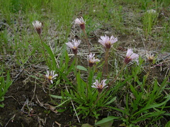 Erigeron silenifolius